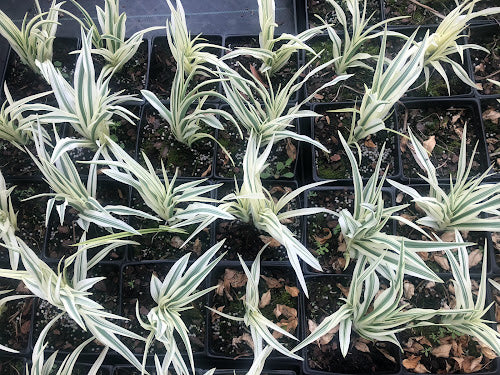 Hemerocallis "Secured Borders Sport"- EXCLUSIVE NEW RELEASE, GARDEN TREASURES INTRODUCTION