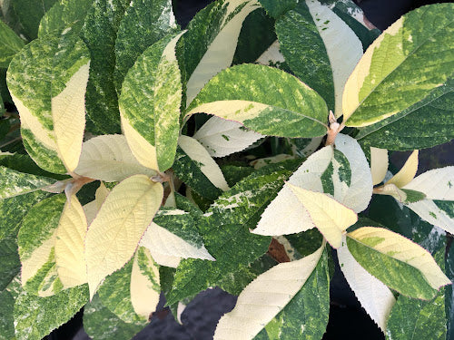 Callicarpa kochiana 'Tosa no homare' RARE
