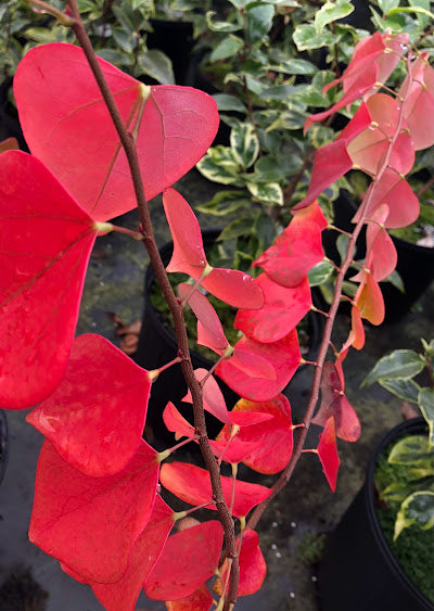 Cercis chuniana RARE