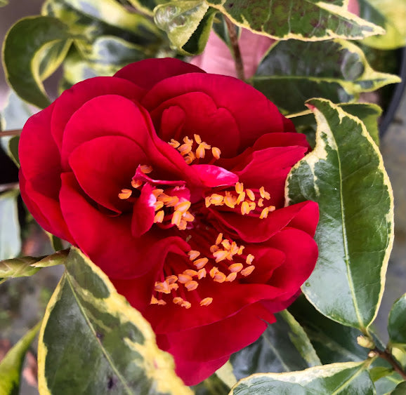 Camellia 'Gordon's Flash' - EXCLUSIVE NEW RELEASE