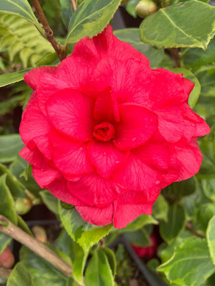 Camellia 'Nuccio's Bella Rossa Crinkled'