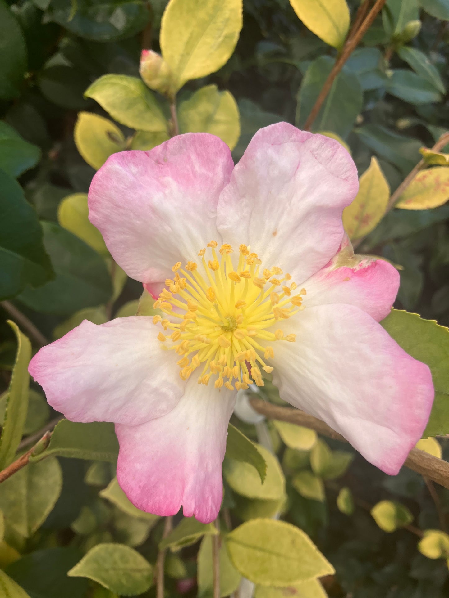 Camellia 'Konkin Gold'