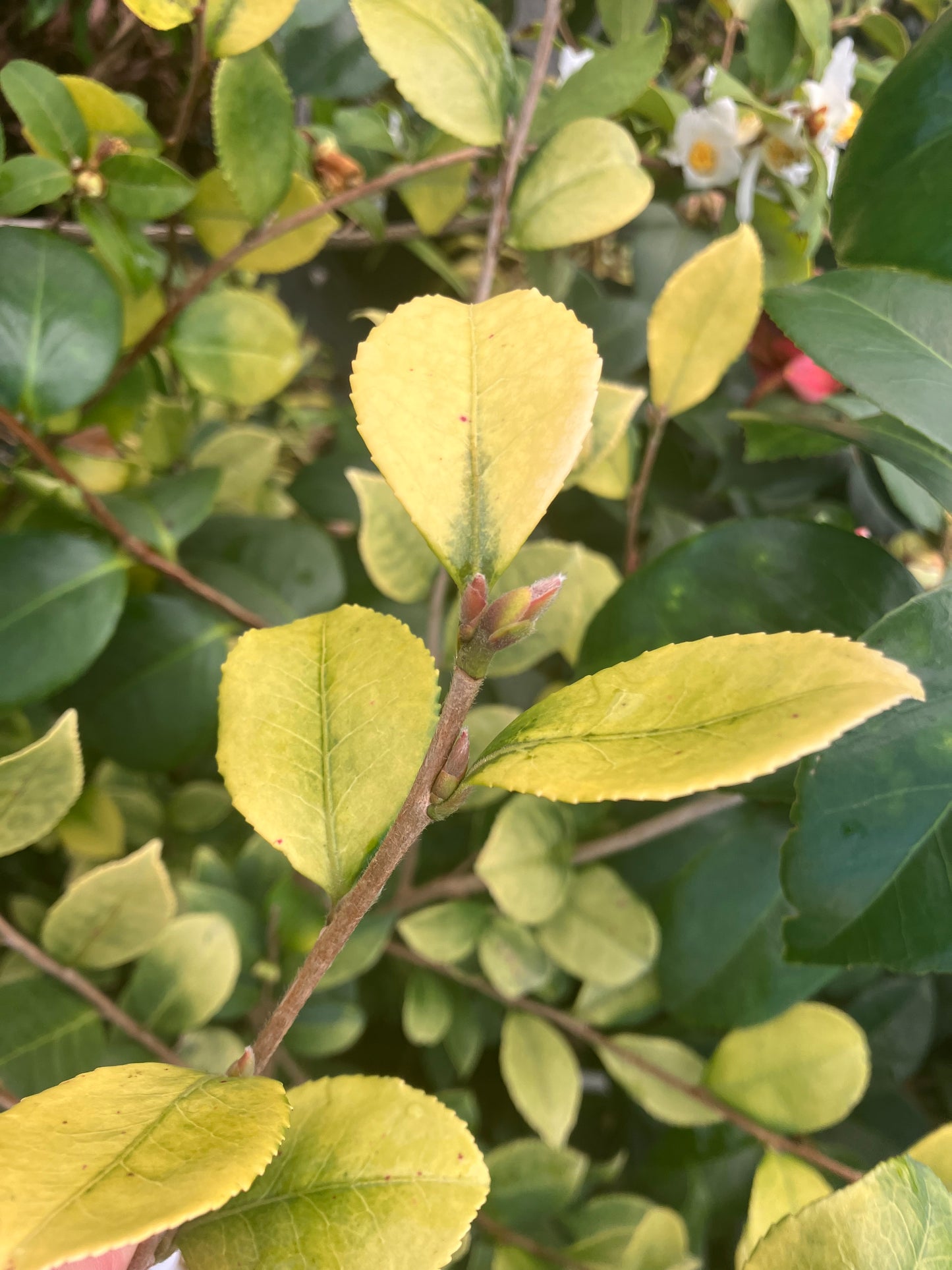 Camellia 'Konkin Gold'