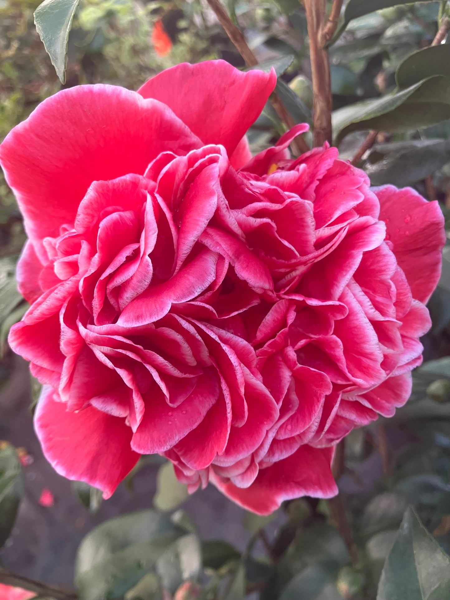 Camellia japonica 'Volunteer'
