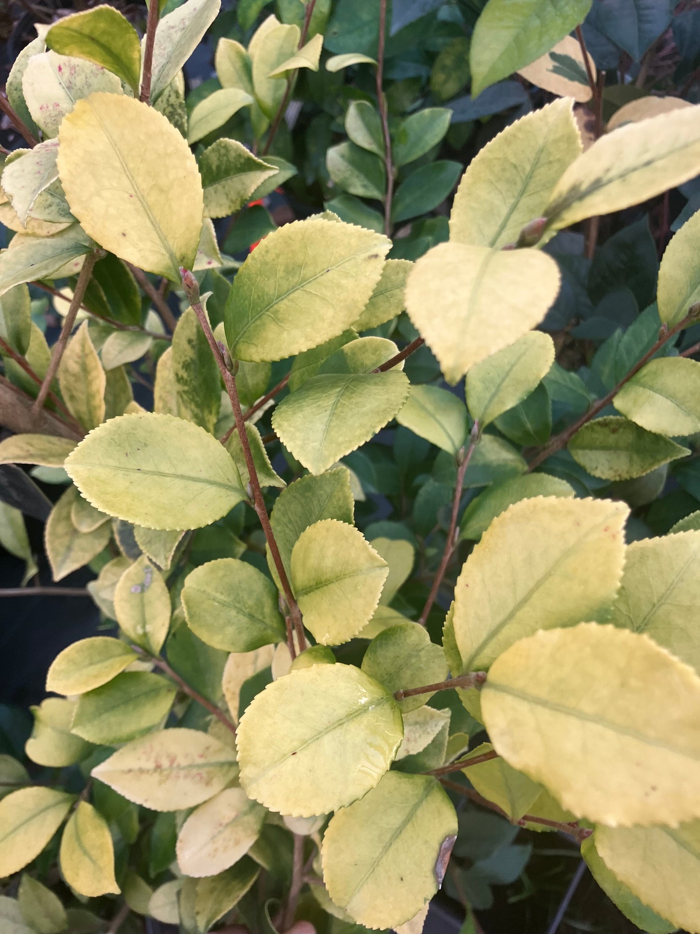 Camellia 'Konkin Gold'