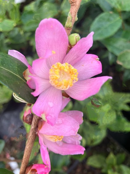 Camellia brevistyla var. rubida