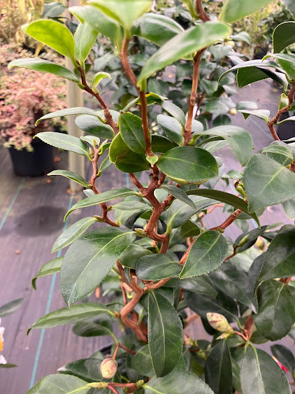 Camellia japonica 'Mikawa Unryu'