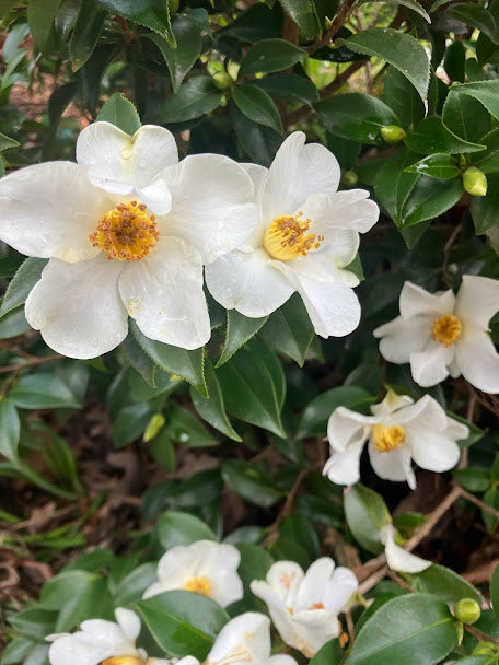 Camellia 'Snow Sprite'  RARE GARDEN TREASURES EXCLUSIVE INTRODUCTION