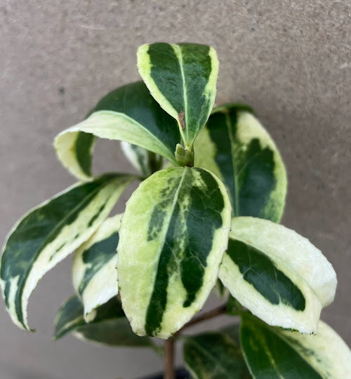 Camellia 'Kagoshima Benten'