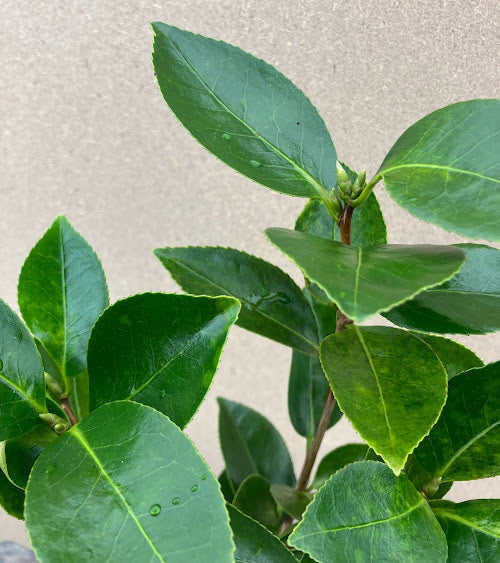 Camellia 'Ashley Black'