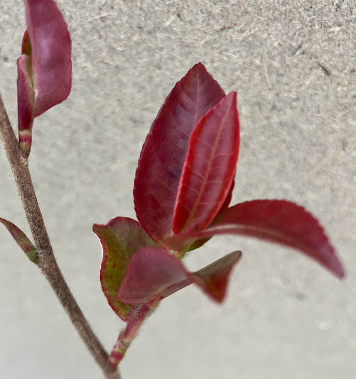 Camellia transnokoensis "Hogan" RARE