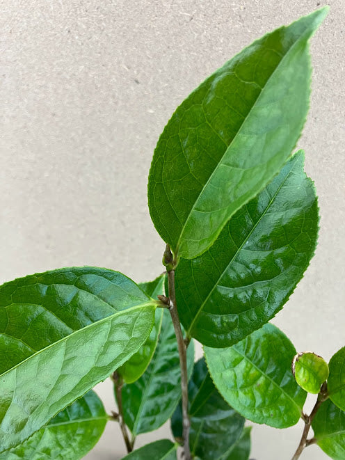 Camellia tunghinensis RARE