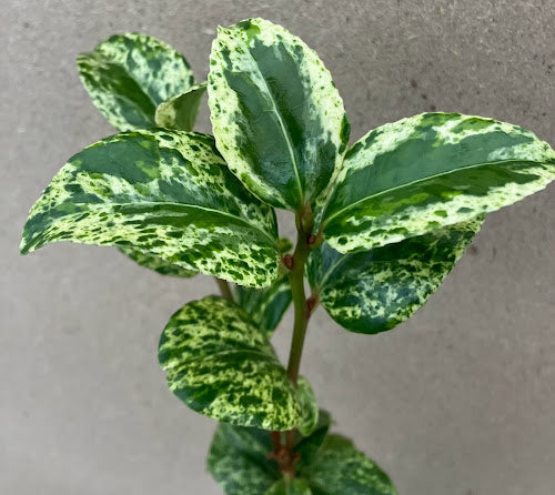 Camellia 'Koshi-No-Fubuki'