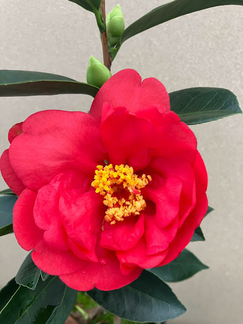 Camellia 'Xiafeng Relang' (Summer's Wind and Hot Waves) RARE