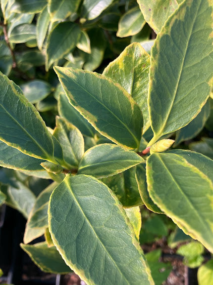 Camellia 'Benten Shiratama'