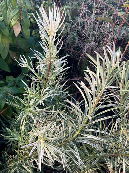 Podocarpus macrophyllus "variegated"