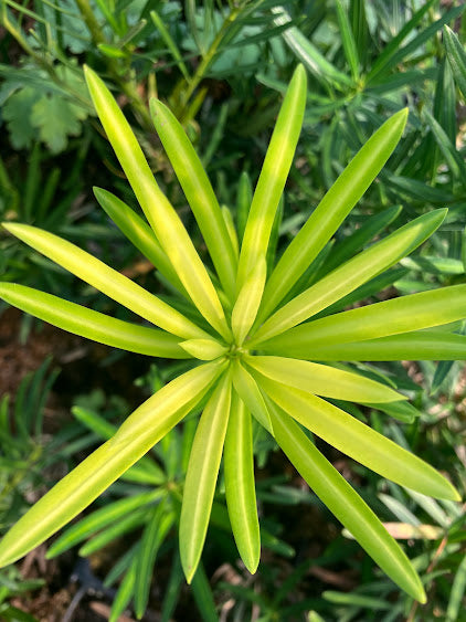 Podocarpus macrophyllus var. maki 'Kinme'