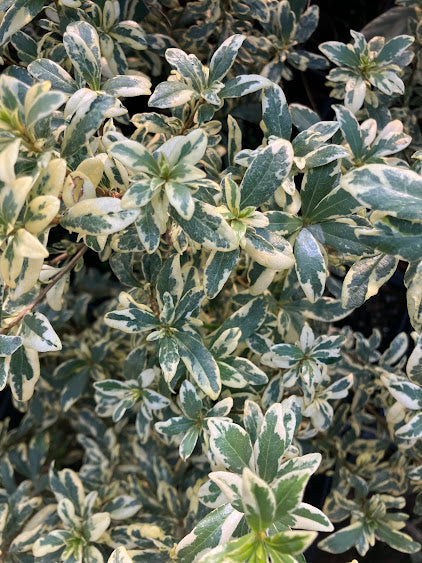 Pittosporum heterophyllus 'Variegatum'