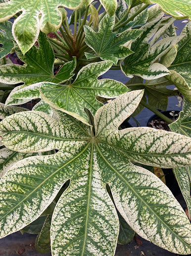 spider web plant outdoors Fatsia japonica 'Spider's Web' – Garden Treasures Nursery