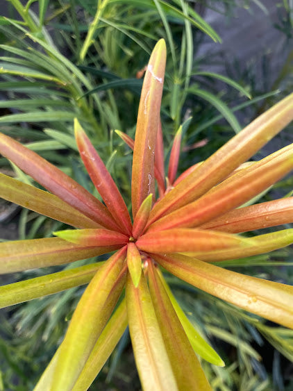 Podocarpus macrophyllus 'Akame'