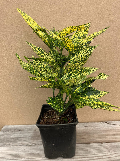 Aucuba japonica 'Subaru'
