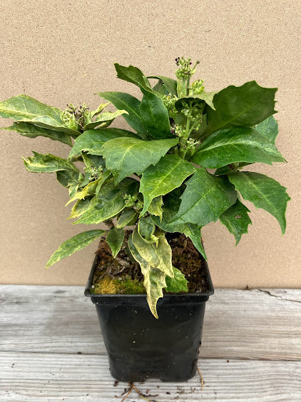 Aucuba japonica 'Arashiyama'