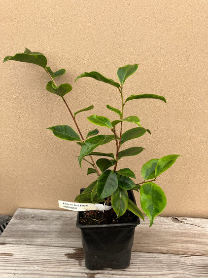 Camellia 'Kifukurin Beni Karako'