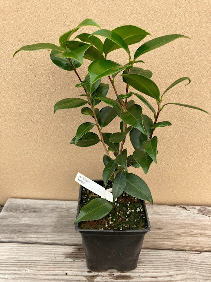 Camellia 'Happy Harlequin'