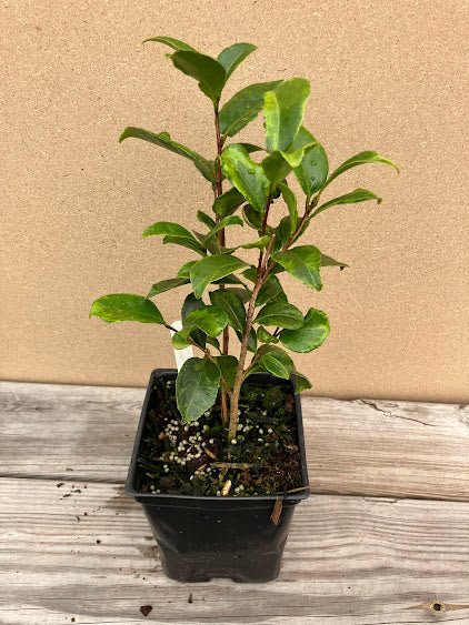 Camellia japonica ‘Mars Attack’ - EXCLUSIVE NEW RELEASE, GARDEN TREASURES INTRODUCTION. VERY RARE!