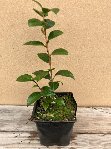 Camellia 'Blush Sargent'