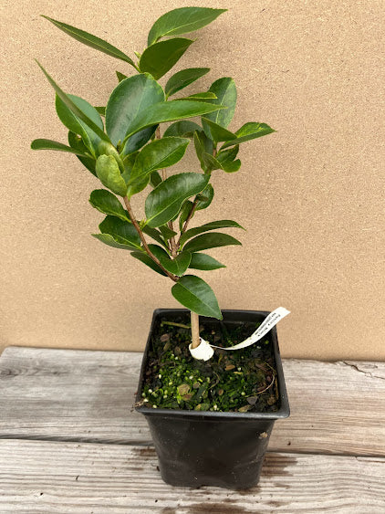 Camellia 'Ashley Black'