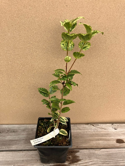 Camellia 'Koshi-No-Fubuki'