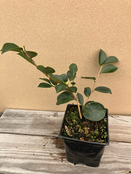 Camellia 'Prone to Pink' - EXCLUSIVE NEW RELEASE, GARDEN TREASURES INTRODUCTION