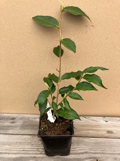 Camellia 'Ki-Renge' (Golden Lotus) RARE