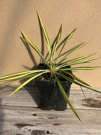 Yucca flaccida 'Color Guard'