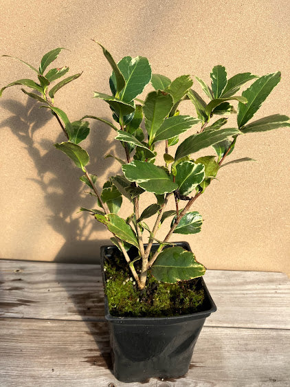 Camellia 'Benten Kagura'