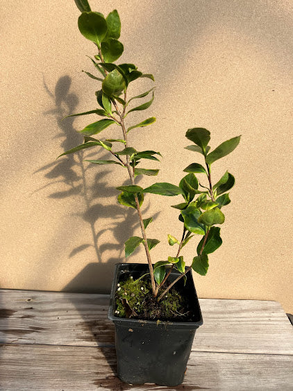 Camellia 'Benten Shiratama'