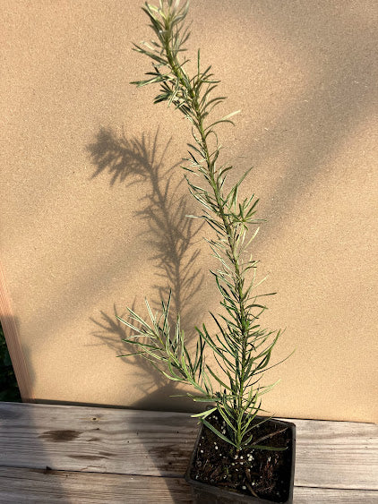 Podocarpus macrophyllus "variegated"