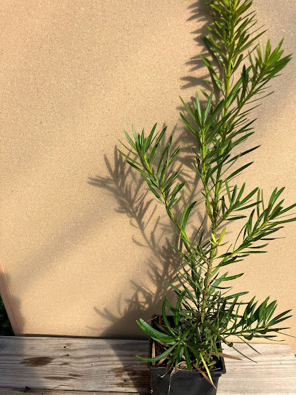 Podocarpus macrophyllus var. maki 'Kinme'