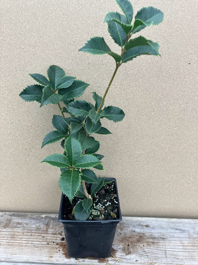 Osmanthus x 'Carl Wheeler'