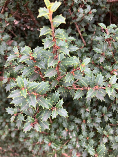 Osmanthus heterophyllus 'Kaori Hime'