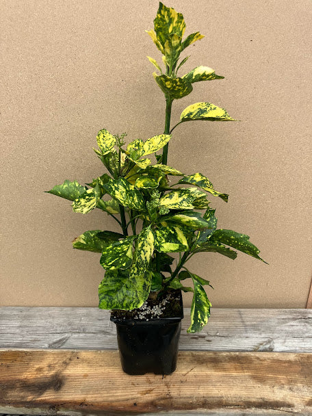 Aucuba japonica 'Suruga Benten'