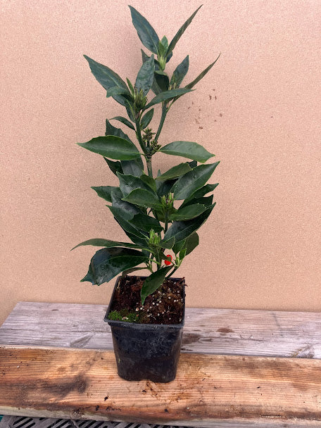 Aucuba japonica 'Little Angel'