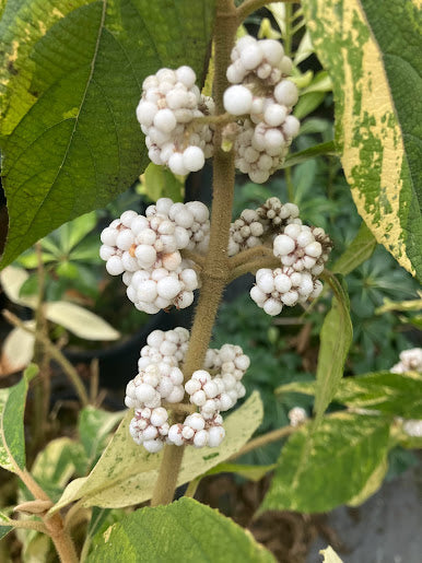 Callicarpa kochiana 'Tosa no homare' RARE