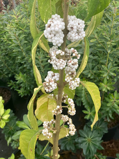 Callicarpa kochiana 'Tosa no homare' RARE