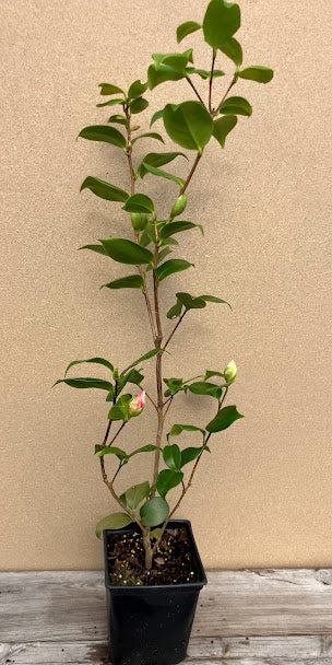 Camellia 'Young Red Tiger' RARE
