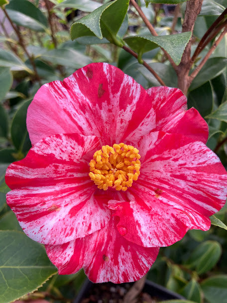 Camellia 'Young Red Tiger' RARE