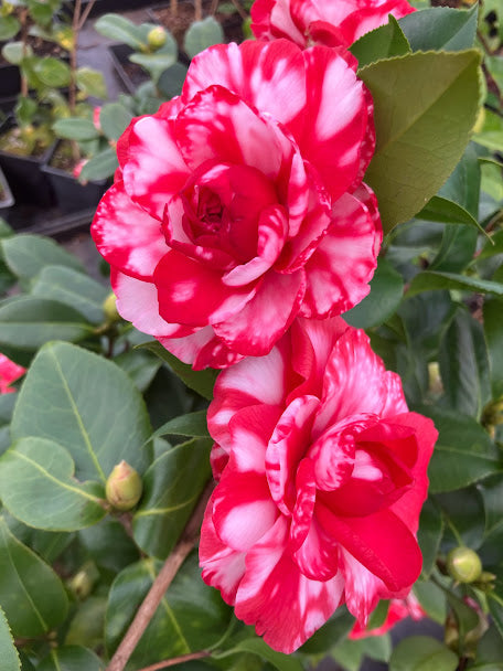 Camellia 'Nuccio's Bella Rossa' var – Garden Treasures Nursery