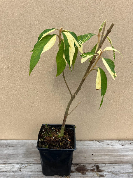 Callicarpa kochiana 'Tosa no homare' RARE