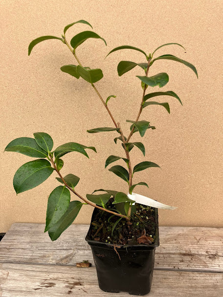 Camellia 'Walker Lewis'